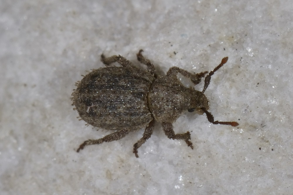 Trachyphloeus?